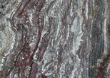 Rare North Pole Dome Stromatolite Slice - Billion Years #50757-2
